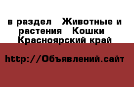  в раздел : Животные и растения » Кошки . Красноярский край